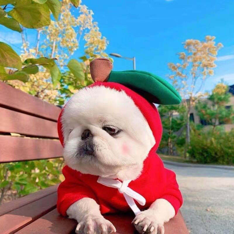 Cute Fruit Dog Clothes – Warm Fleece Hoodies for Small Dogs, Puppy & Cat Costume Coat, Winter Outfit for Chihuahua & Tiny Pets - Image 6