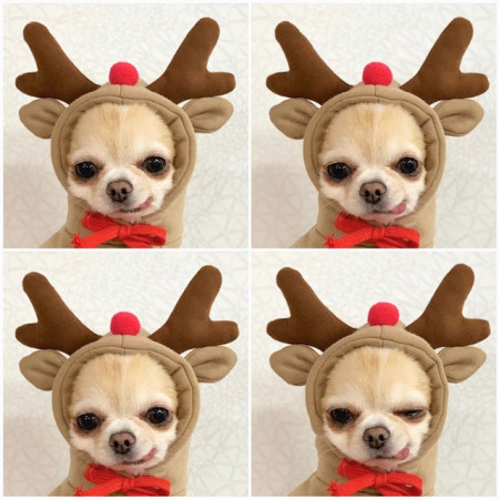 Cute Fruit Dog Clothes – Warm Fleece Hoodies for Small Dogs, Puppy & Cat Costume Coat, Winter Outfit for Chihuahua & Tiny Pets - Image 4